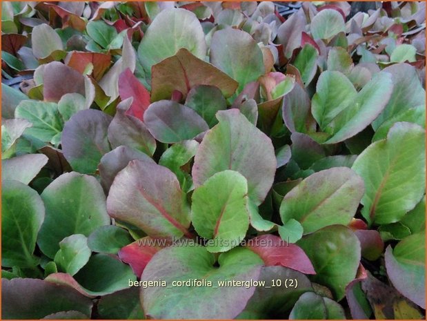 Bergenia cordifolia 'Wintergloed' | Schoenlappersplant, Olifantsoor | Altai-Bergenie | Heart-Leaf Bergenia