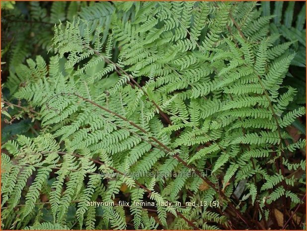 Athyrium filix-femina 'Lady in Red' | Wijfjesvaren