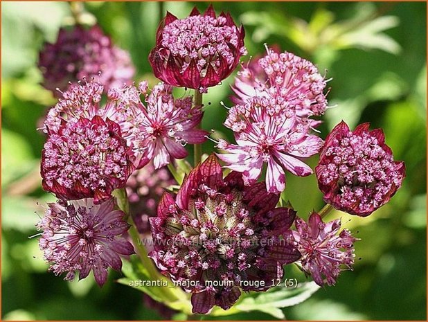 Astrantia major 'Moulin Rouge' | Zeeuws knoopje