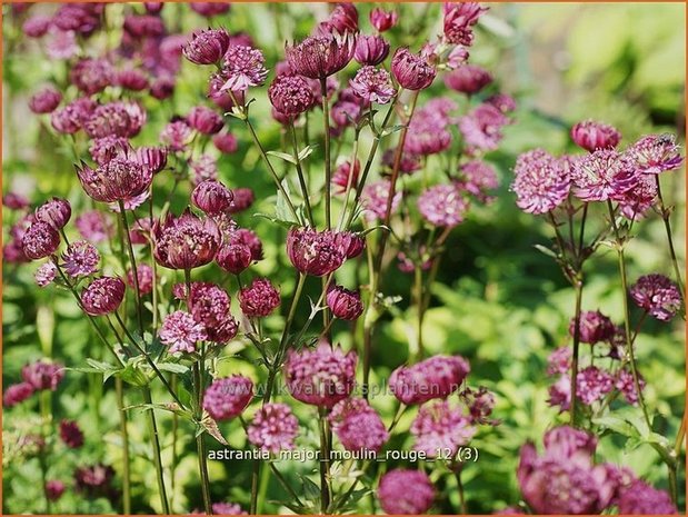 Astrantia major 'Moulin Rouge' | Zeeuws knoopje