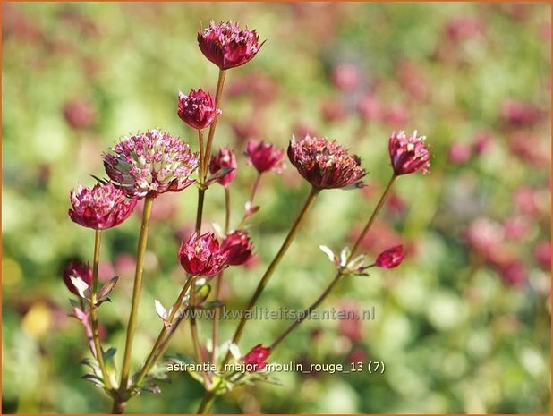 Astrantia major 'Moulin Rouge' | Zeeuws knoopje