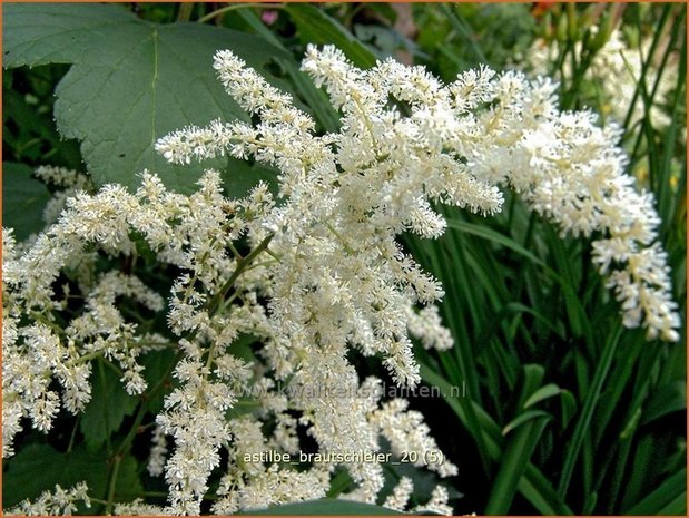 Astilbe &#39;Brautschleier&#39; | Pluimspirea, Spirea | Prachtspiere