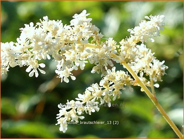 Astilbe &#39;Brautschleier&#39; | Pluimspirea, Spirea | Prachtspiere