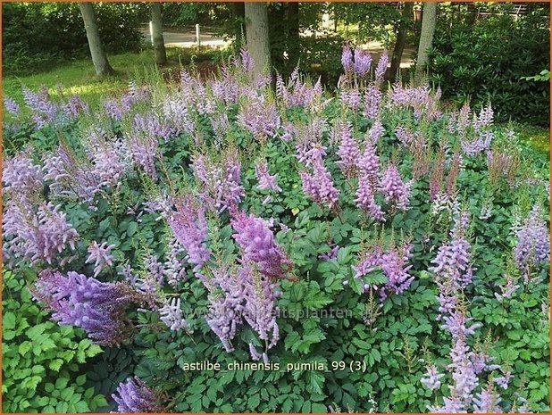 Astilbe chinensis 'Pumila' | Spirea