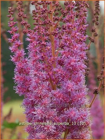 Astilbe chinensis 'Superba' | Spirea