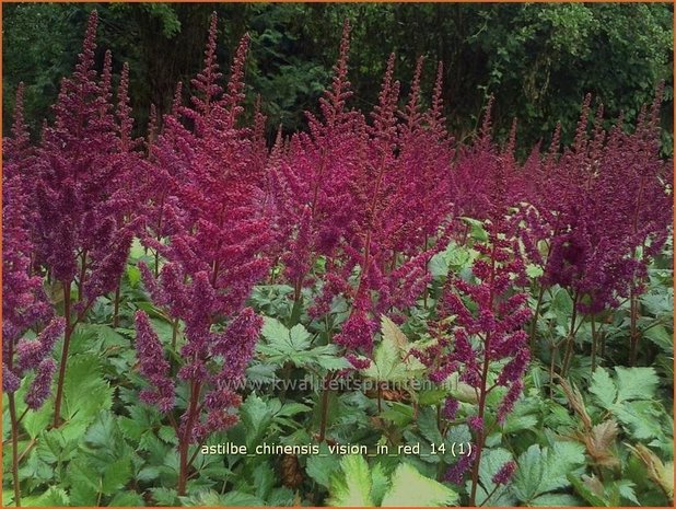 Astilbe chinensis 'Vision in Red' | Spirea