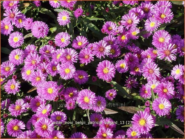 Aster novi-belgii &#39;Patricia Ballard&#39; | Nieuw-Nederlandse aster, Herfstaster, Aster | Glattblatt-Aster