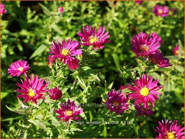 Aster novi-belgii 'Winston Churchill' | Aster