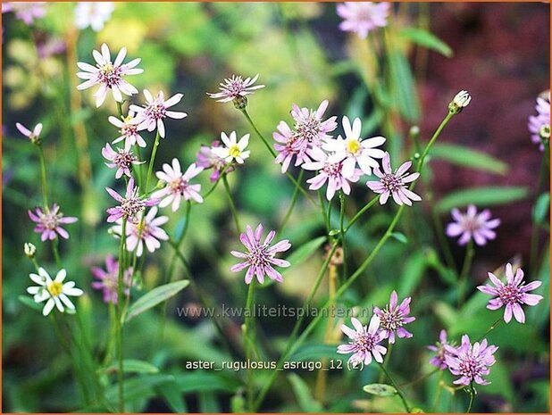 Aster rugulosus 'Asrugo' | Aster | Aster