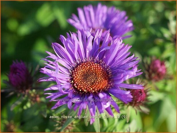 Aster novae-angliae 'Purple Dome' | Aster, Herfstaster