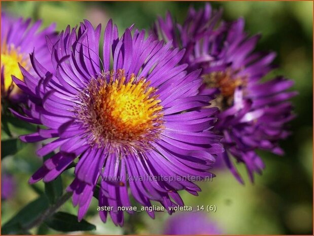 Aster novae-angliae 'Violetta' | Aster, Herfstaster
