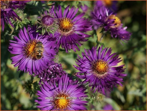 Aster novae-angliae 'Violetta' | Aster, Herfstaster