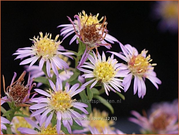 Aster ericoides 'Lovely' | Aster, Heideaster