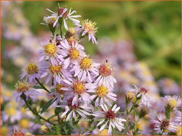 Aster ericoides 'Lovely' | Aster, Heideaster
