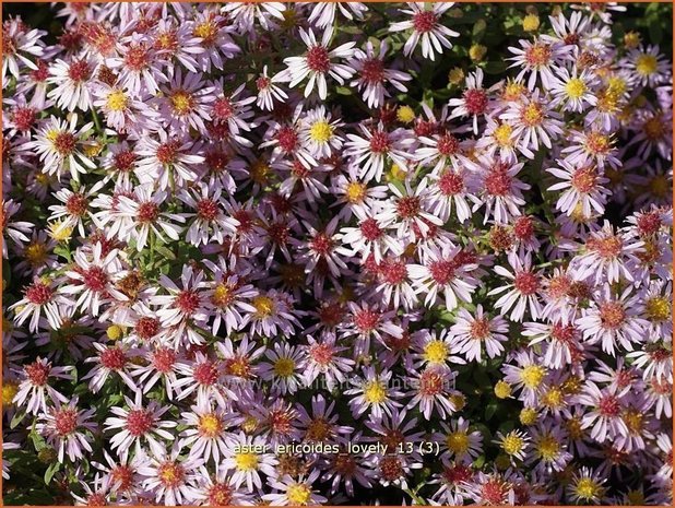 Aster ericoides 'Lovely' | Aster, Heideaster