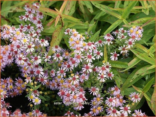 Aster ericoides 'Lovely' | Aster, Heideaster