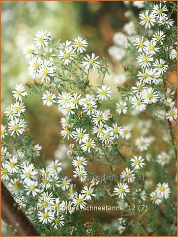 Aster ericoides 'Schneetanne' | Aster, Heideaster