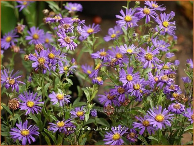 Aster amellus 'Breslau'