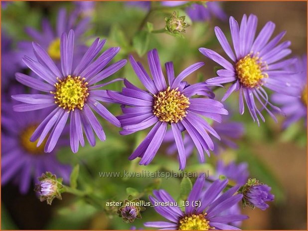 Aster amellus 'Breslau'