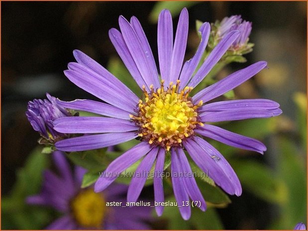 Aster amellus 'Breslau'