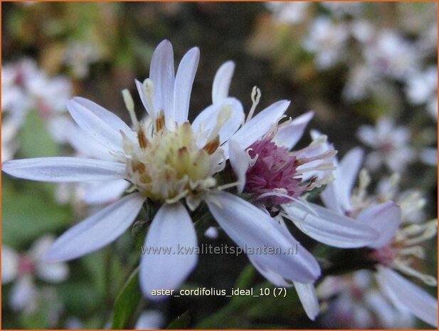 Aster cordifolius 'Ideal' | Hartbladaster, Aster | Herzbl&auml;ttrige Schleier-Aster | Blue Wood Aster