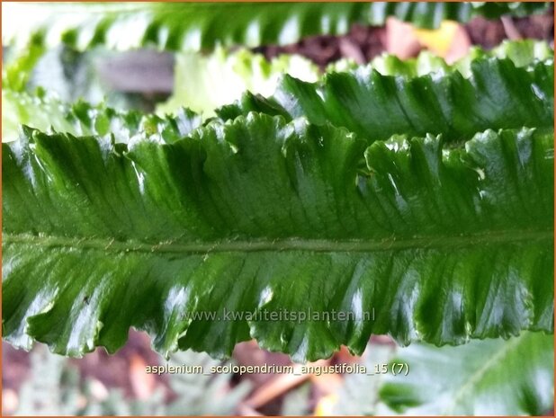 Asplenium scolopendrium 'Angustifolia' | Tongvaren