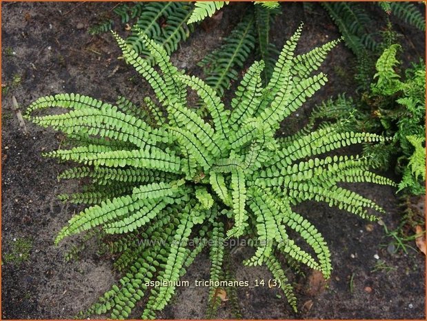Asplenium trichomanes | Steenbreekvaren, Streepvaren | Braunstieliger Streifenfarnq