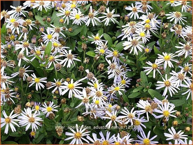 Aster ageratoides 'Adustus Nanus' | Japanse dwergaster, Aster | Ageratum-&auml;hnliche Aster