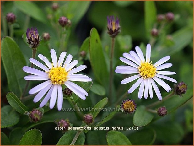 Aster ageratoides 'Adustus Nanus' | Japanse dwergaster, Aster | Ageratum-&auml;hnliche Aster