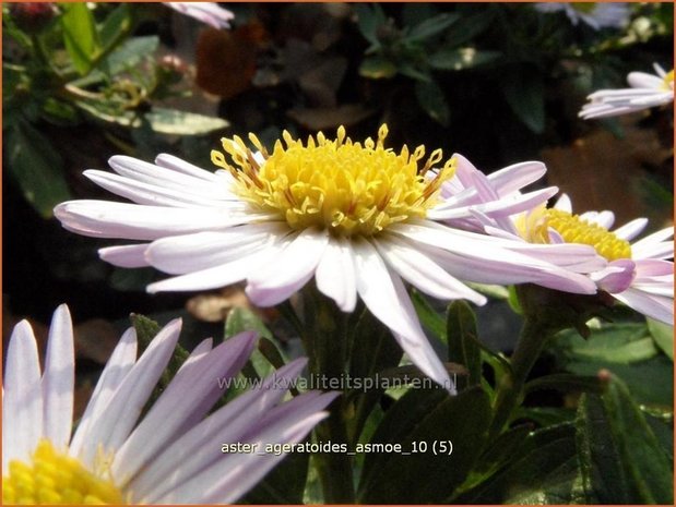 Aster ageratoides 'Asmoe' | Aster