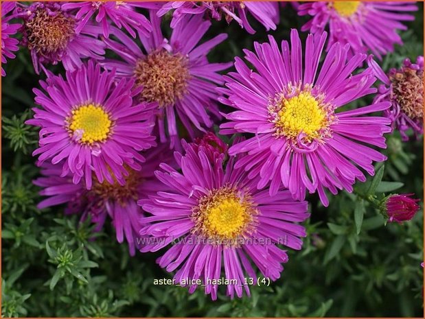 Aster 'Alice Haslam' | Aster