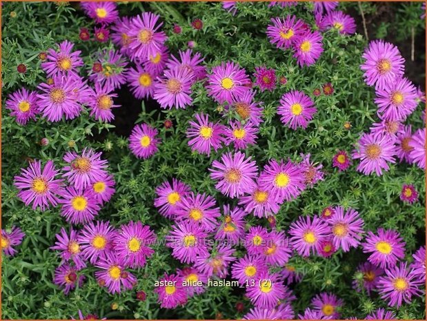 Aster 'Alice Haslam' | Aster