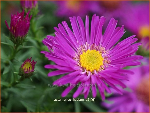 Aster 'Alice Haslam' | Aster