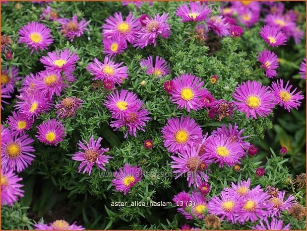 Aster 'Alice Haslam' | Aster