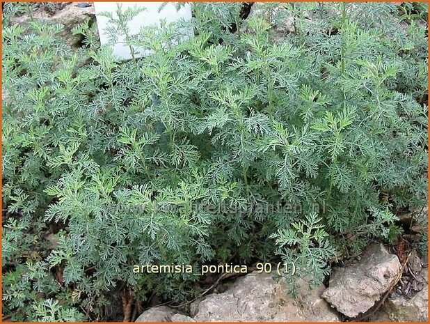 Artemisia pontica | Alsem, Bijvoet, Edelruit