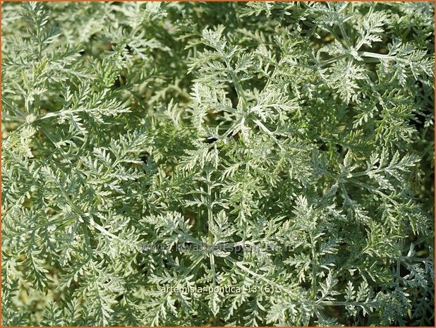 Artemisia pontica | Alsem, Bijvoet, Edelruit
