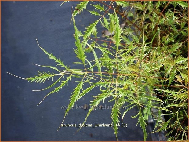 Aruncus dioicus 'Whirlwind' | Geitenbaard