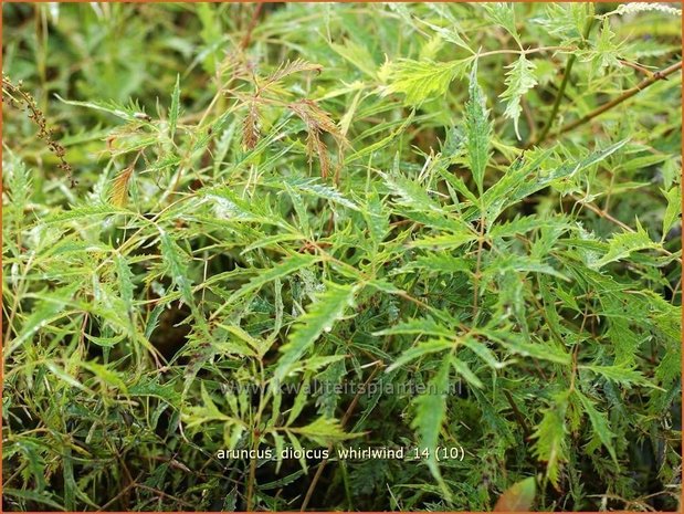 Aruncus dioicus 'Whirlwind' | Geitenbaard