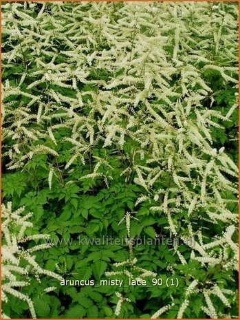 Aruncus 'Misty Lace' | Geitenbaard | Gei&szlig;bart | Goat's Beard