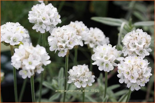 Armeria maritima 'Alba' | Engels gras