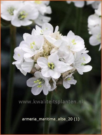 Armeria maritima 'Alba' | Engels gras