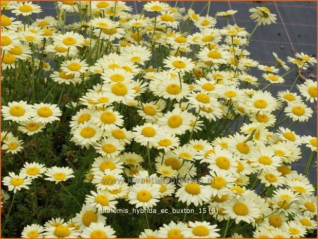 Anthemis hybrida 'E.C. Buxton' | Gele kamille, Verfkamille, Kamille