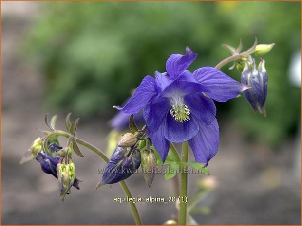 Aquilegia alpina | Alpenakelei, Akelei | Alpen-Akelei | Alpine Columbine