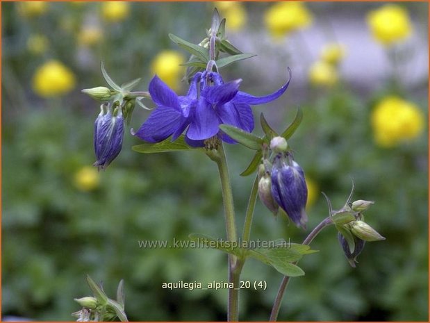 Aquilegia alpina | Alpenakelei, Akelei | Alpen-Akelei | Alpine Columbine