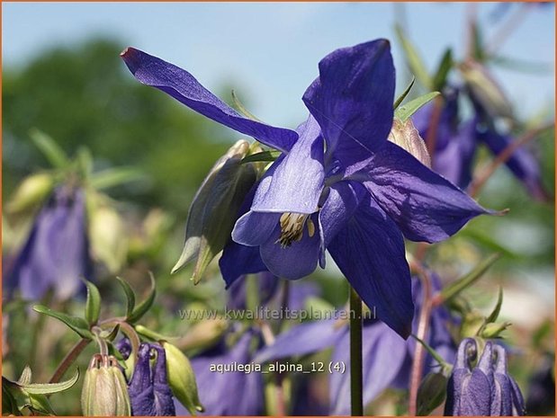 Aquilegia alpina | Alpenakelei, Akelei | Alpen-Akelei | Alpine Columbine