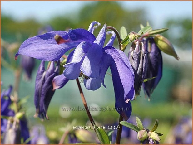 Aquilegia alpina | Alpenakelei, Akelei | Alpen-Akelei | Alpine Columbine