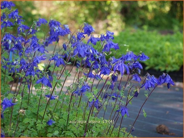 Aquilegia alpina | Alpenakelei, Akelei | Alpen-Akelei | Alpine Columbine