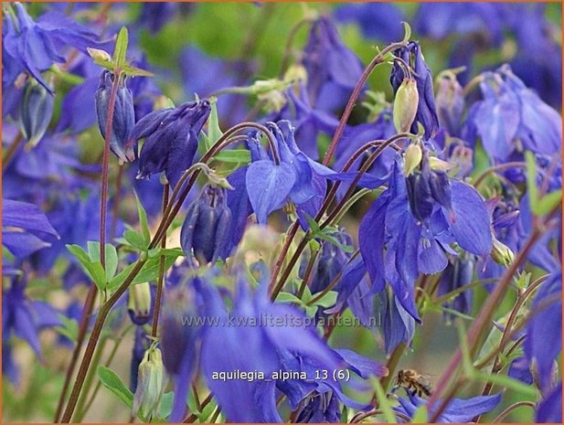 Aquilegia alpina | Alpenakelei, Akelei | Alpen-Akelei | Alpine Columbine