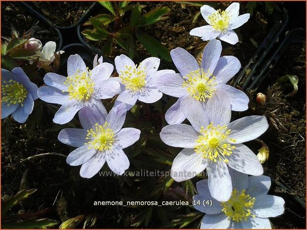 Anemone nemorosa 'Caerulea' | Bosanemoon