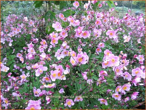 Anemone hybrida 'Elegans' | Anemoon, Herfstanemoon, Japanse anemoon